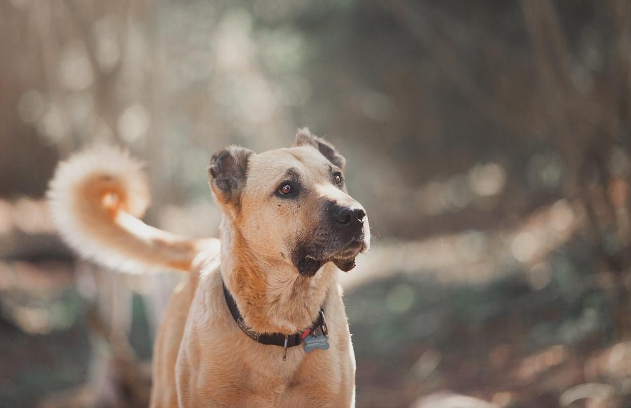 Пес Лео 🐕 ищет теплый дом — 7 лет, ладит с детьми, среднего размера