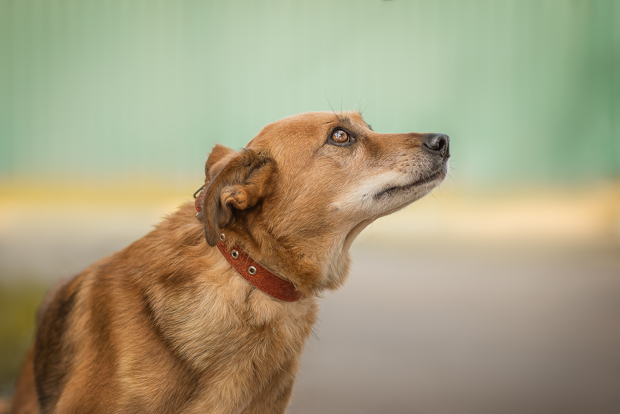 Собака Вольт 🐕 из приюта даром — 10 лет спокойный длинношерстный мальчик