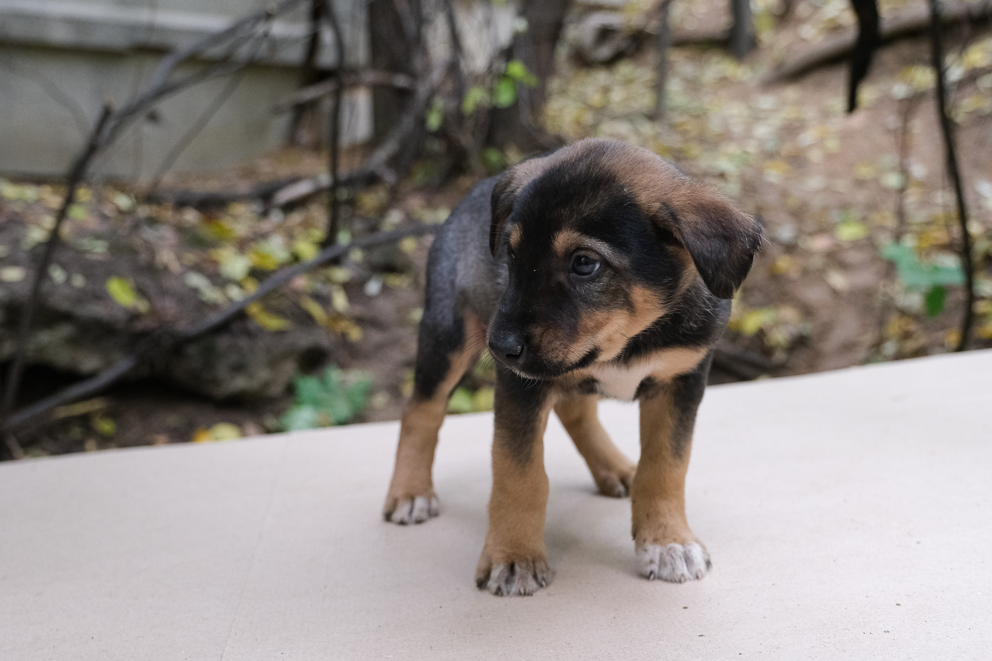 Собака Тёрк 🐕 из приюта даром — 2 месяца активный короткошерстный мальчик