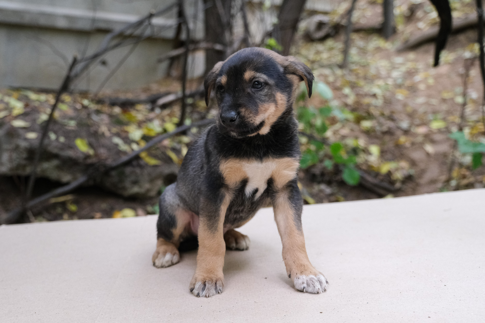 Собака Тёрк 🐕 из приюта даром — 2 месяца активный короткошерстный мальчик