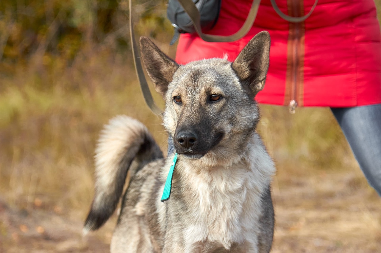 Пес Эрик 🐕 ищет дом — 1 год, среднего размера, двухцветный, мальчик