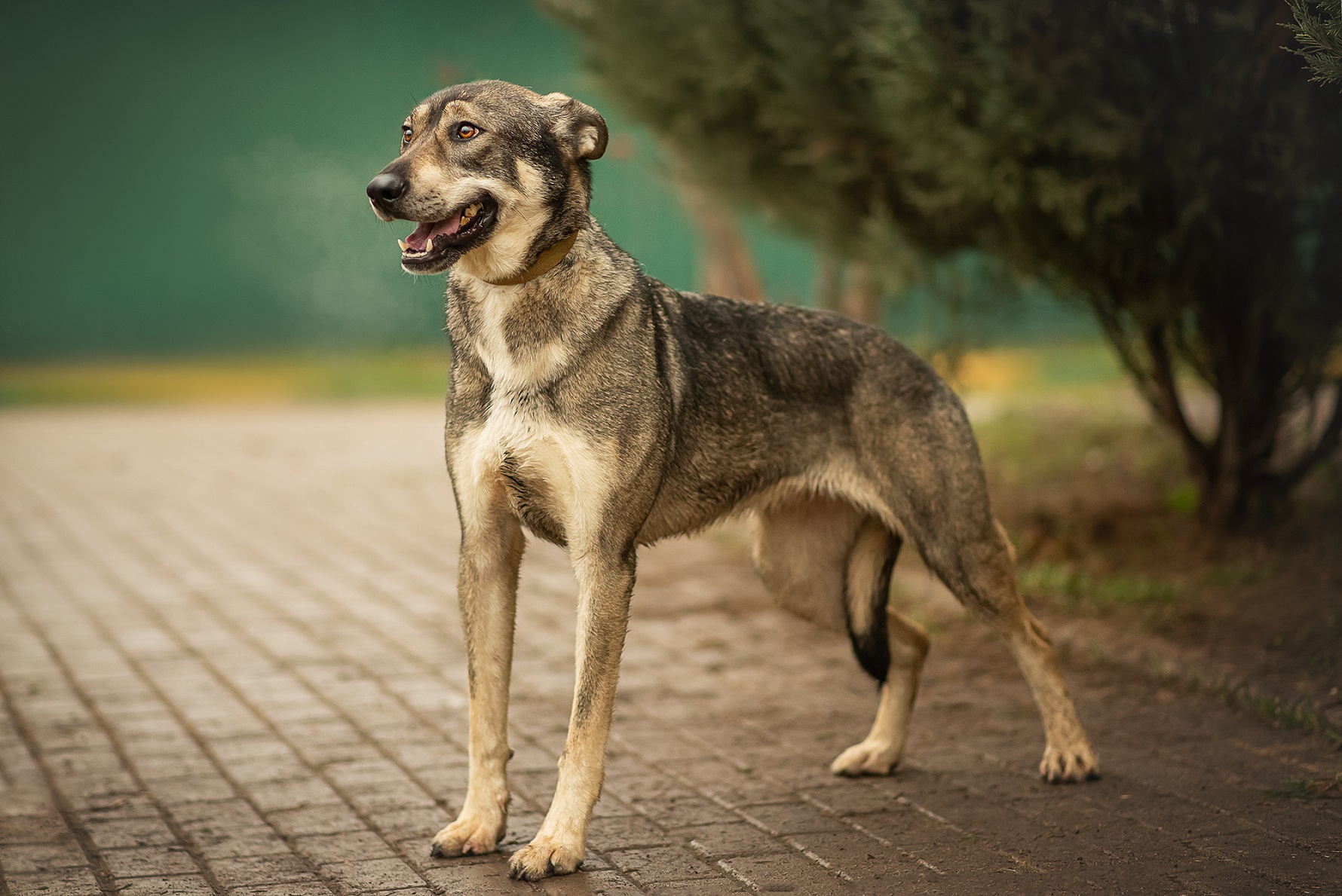 Собака Шейла 🐕 ищет теплый дом — 5 лет, активная, девочка, мраморный