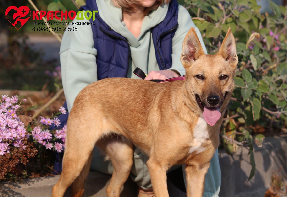 Собака Холли 🐕 в добрые руки — 3 года, среднего размера, девочка