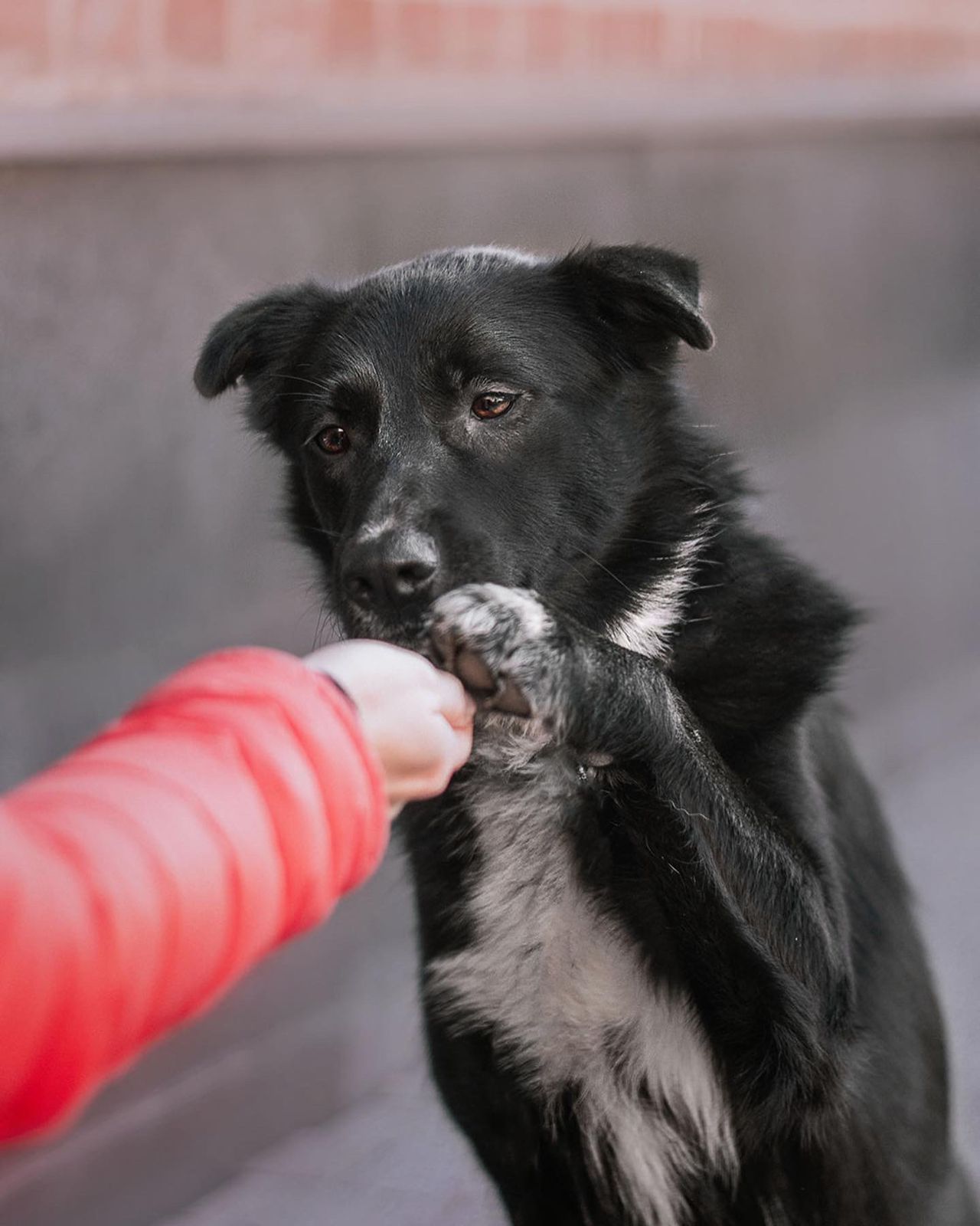 Собака Моника 🐕 из приюта даром — 3 месяца активная короткошерстная девочка