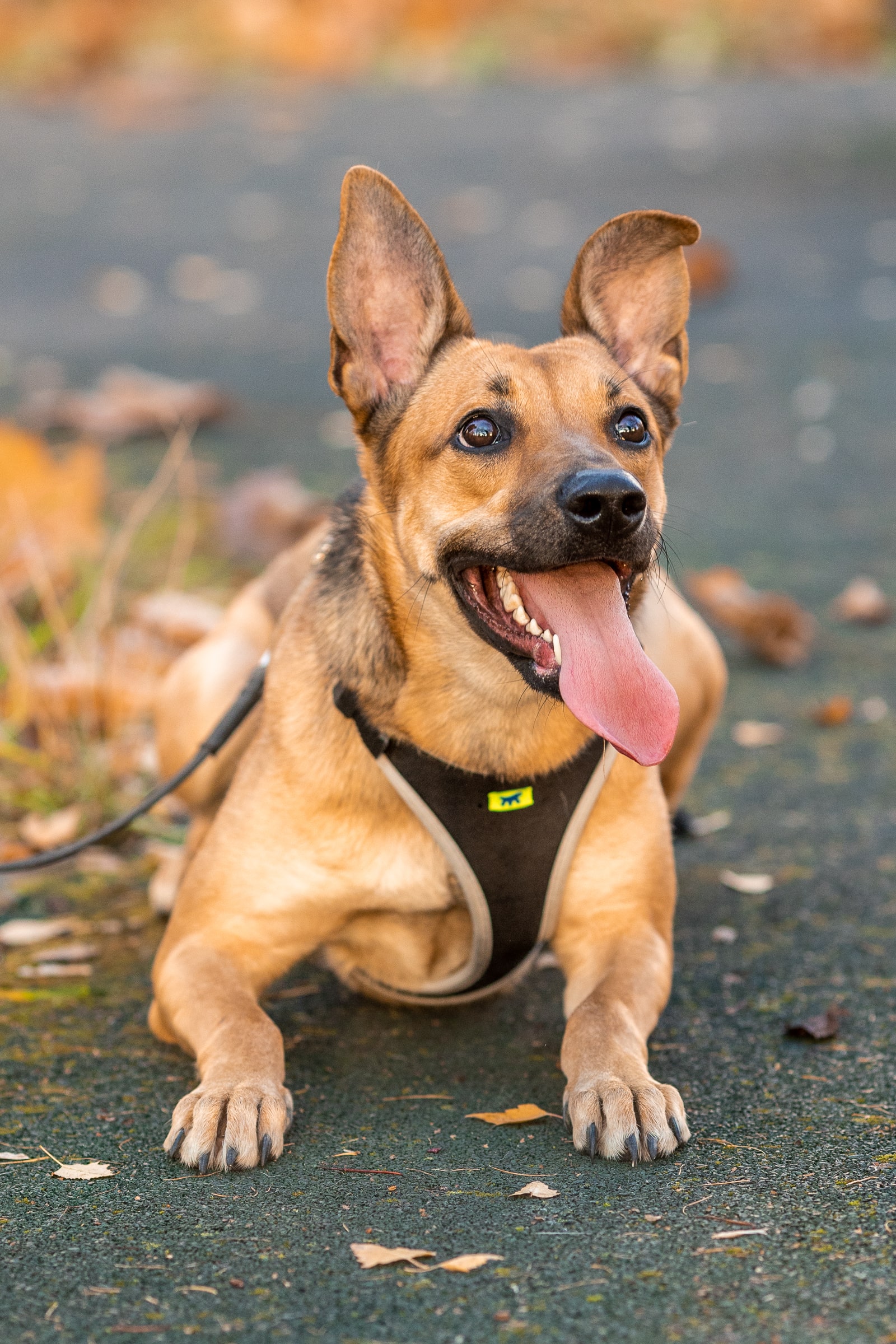 Собака Маня 🐕 из приюта ищет дом — 3 года, ладит с детьми, рыжий,