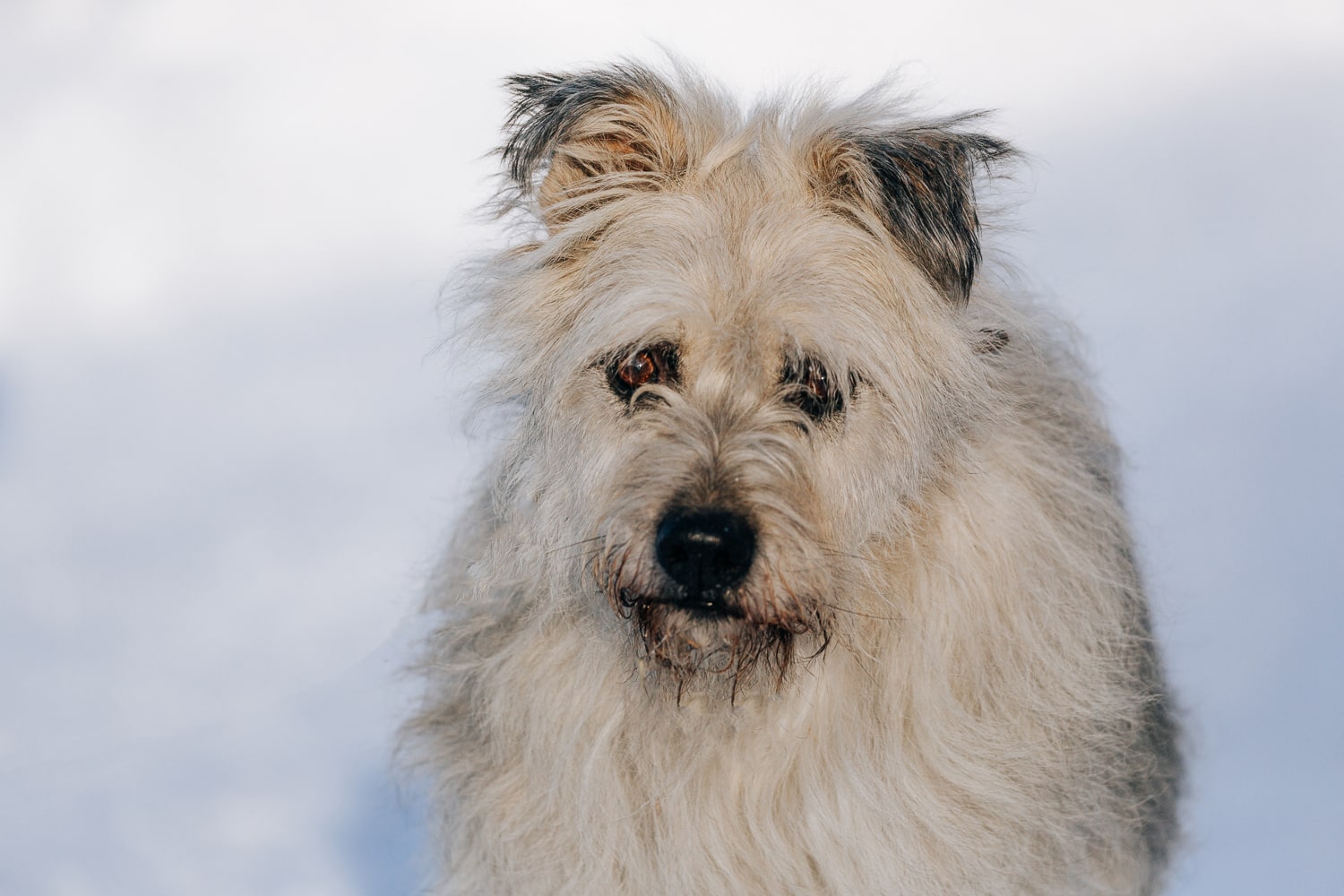 Пес Граф 🐕 ищет теплый дом — 17 лет, ладит с другими животными, белый