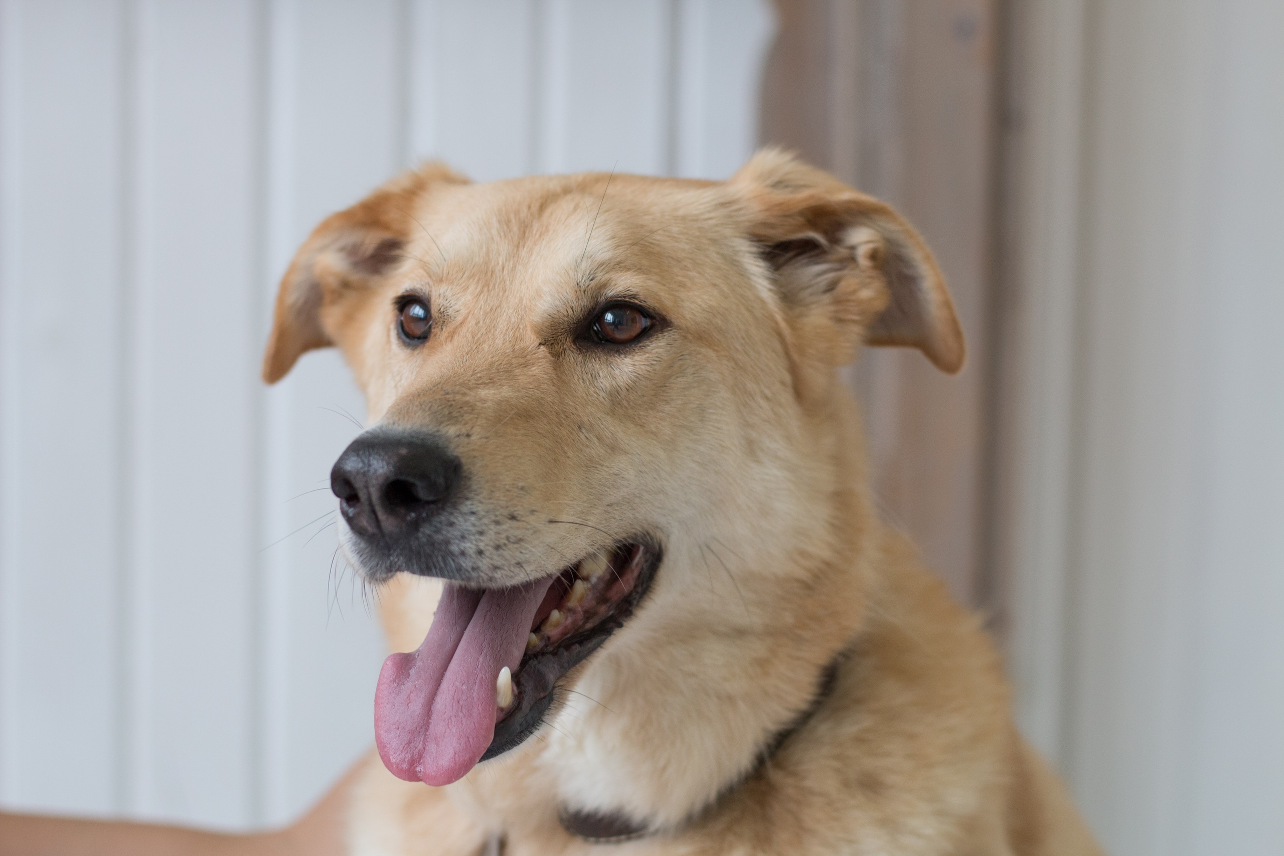 Собака Блонди 🐕 из приюта в заботливые руки — 7 лет, девочка, бежевый