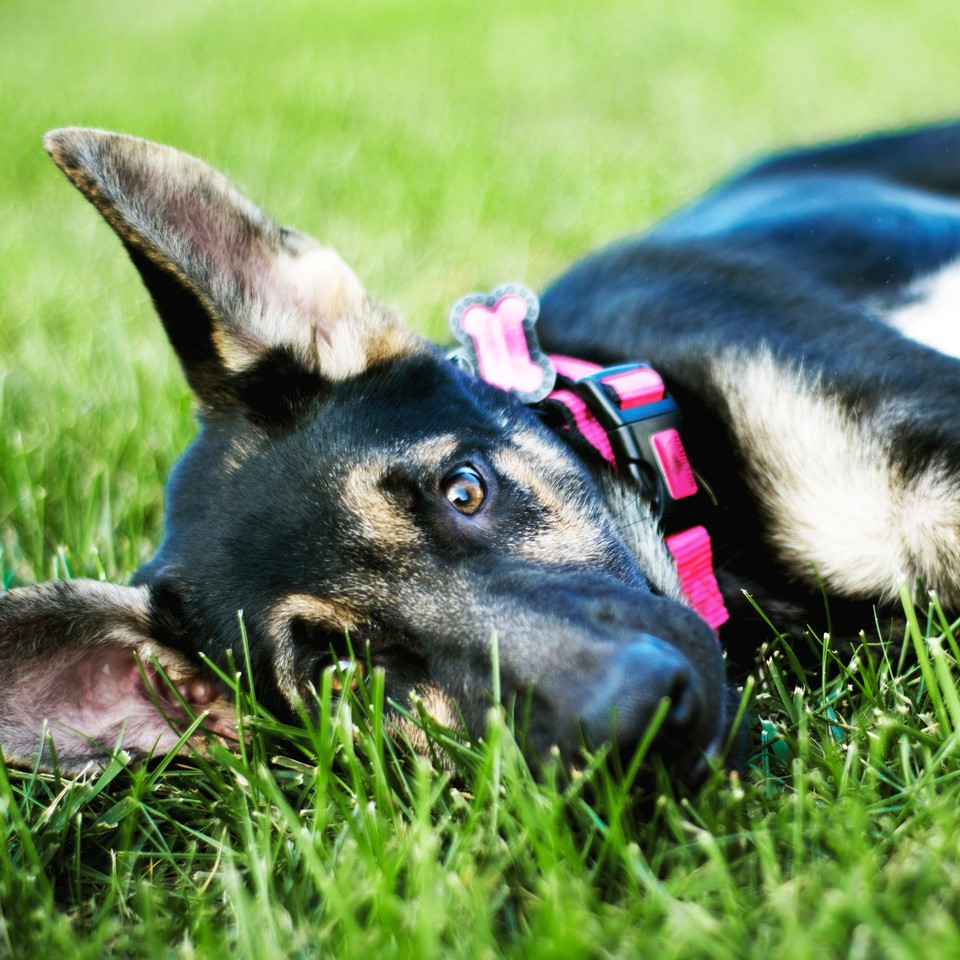 Щенок или взрослая собака: кого лучше завести 🐕 - FriendForPet