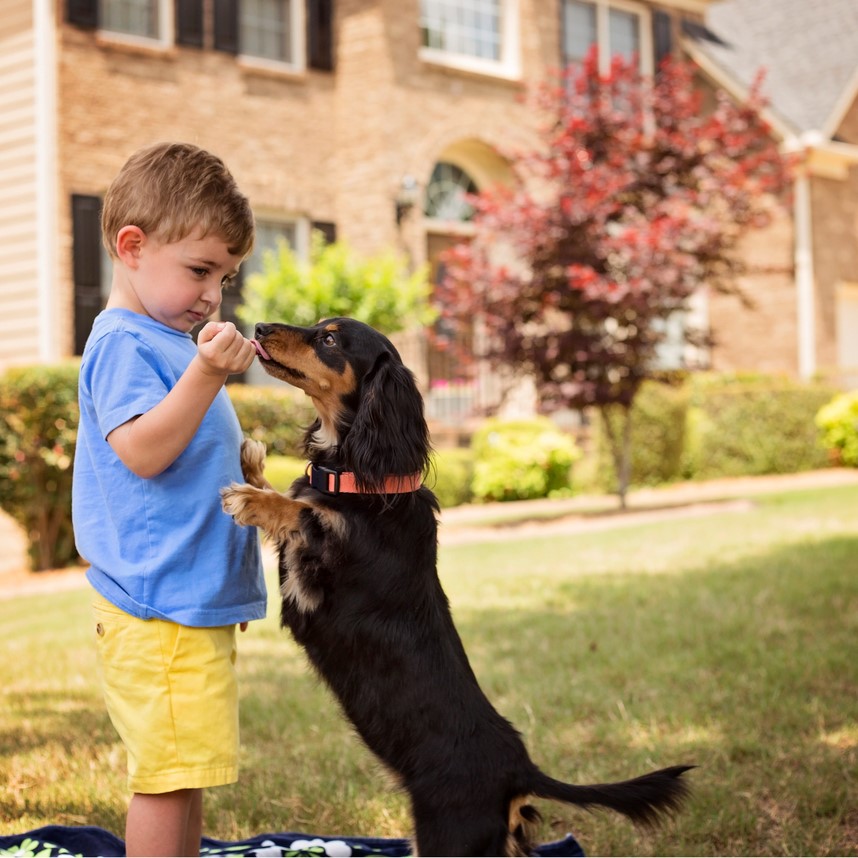 Какую породу собак лучше завести начинающему собаководу — FriendForPet