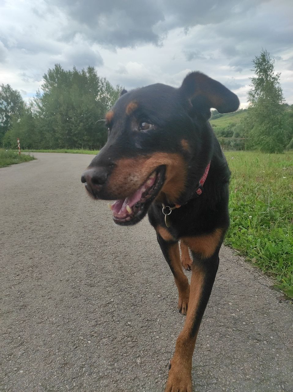 Собака Боско 🐕 из приюта даром — 11 лет спокойный короткошерстный мальчик