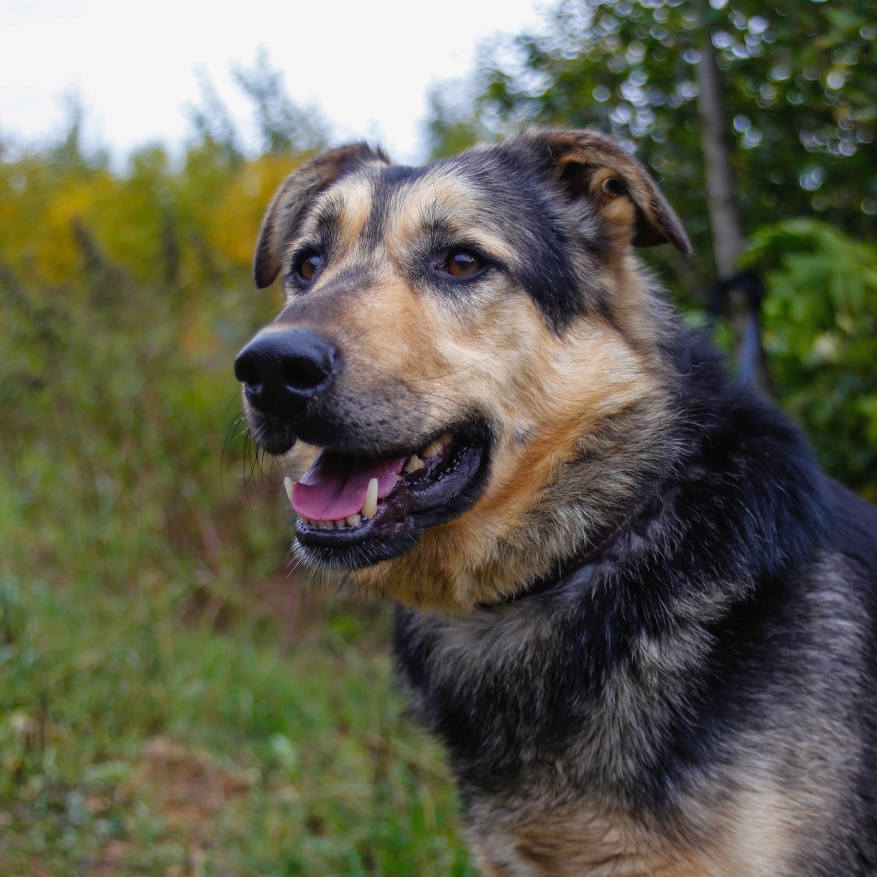 Собака тима. Собака 25 см в холке. Собаку тиму. People and Dogs in SM.