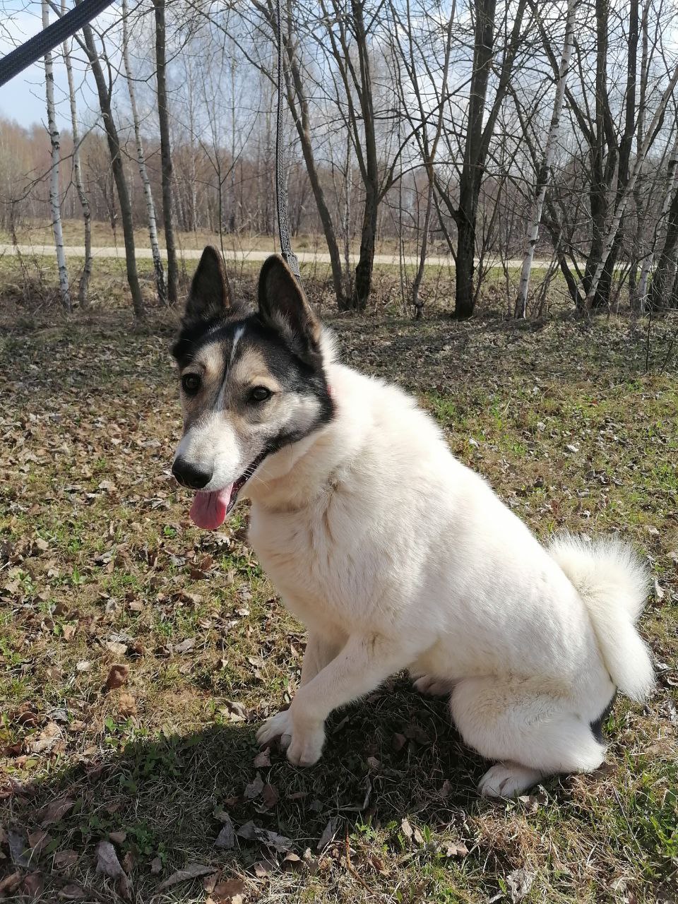 Собака Аша 🐕 бесплатно — 1 год, ладит с детьми, приучен к поводку