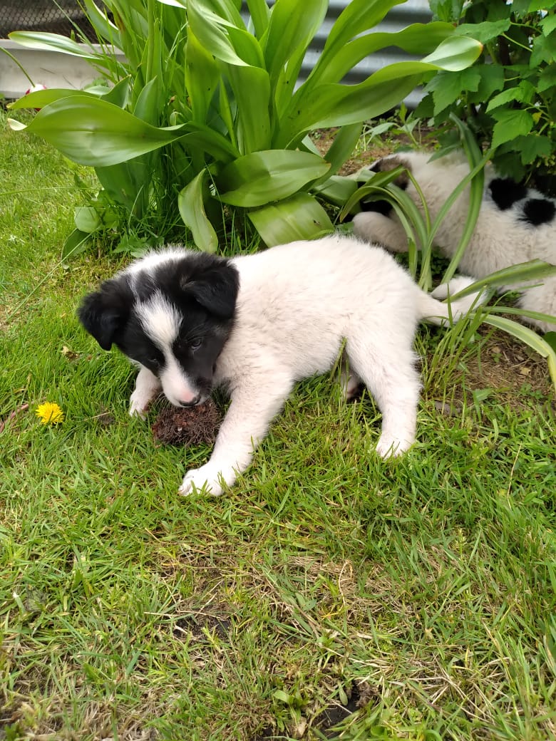 Щенок Бим 🐕 из приюта — 2 месяца, черный, маленького размера, мальчик