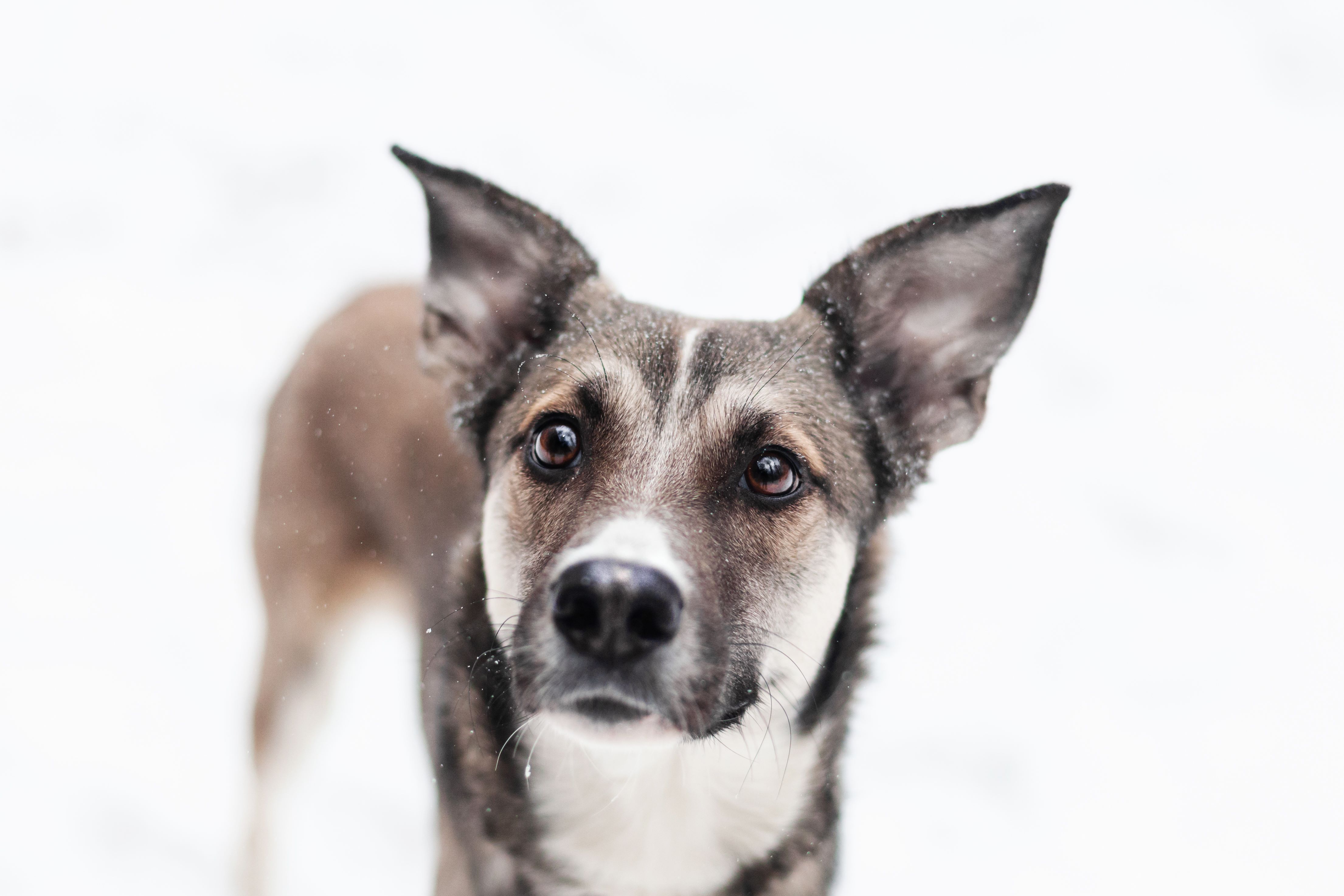 Собака Эшли 🐕 ищет любящих хозяев — 2 года, среднего размера, девочка