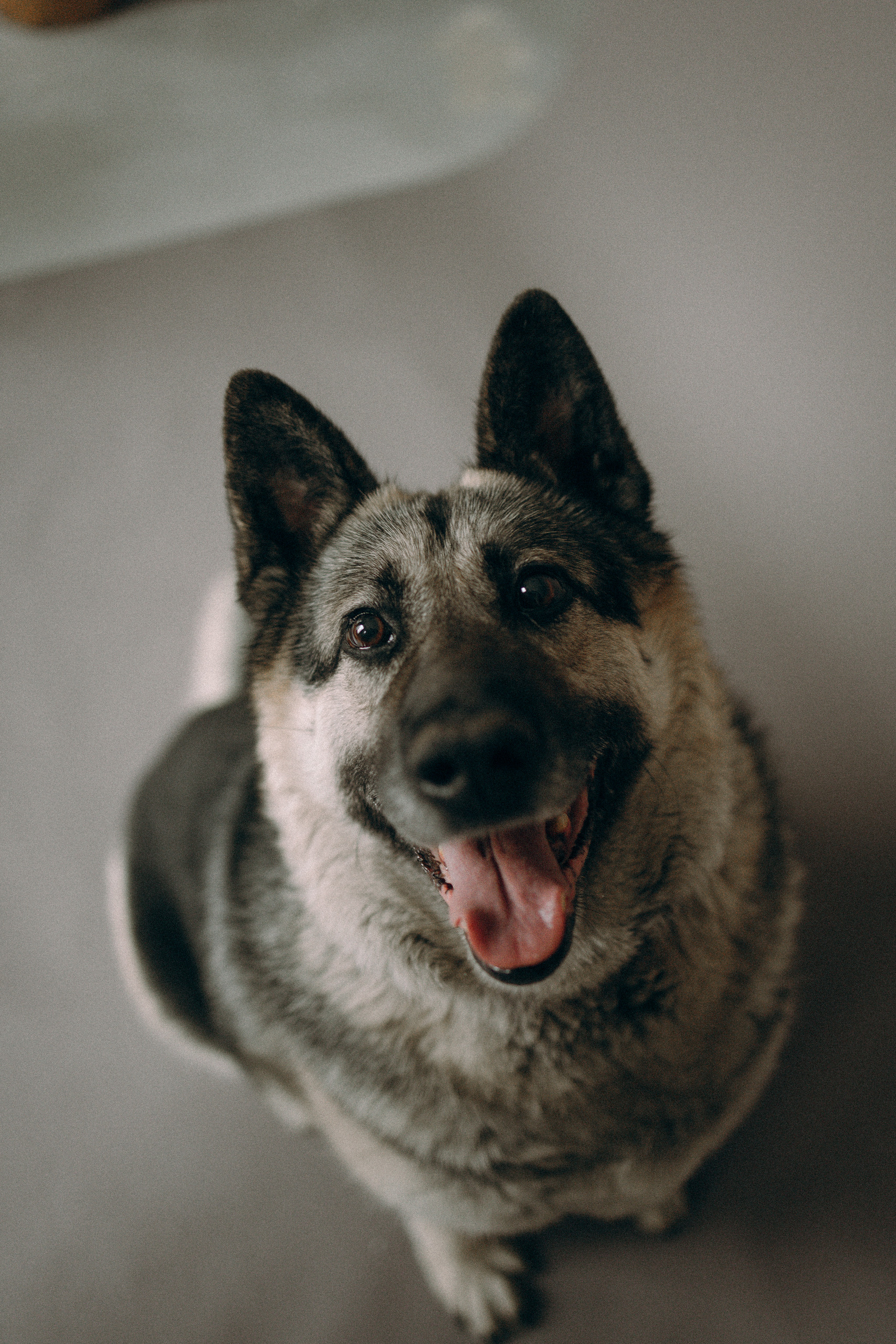 Собака Веста 🐕 ищет теплый дом — 6 лет, черный, большого размера