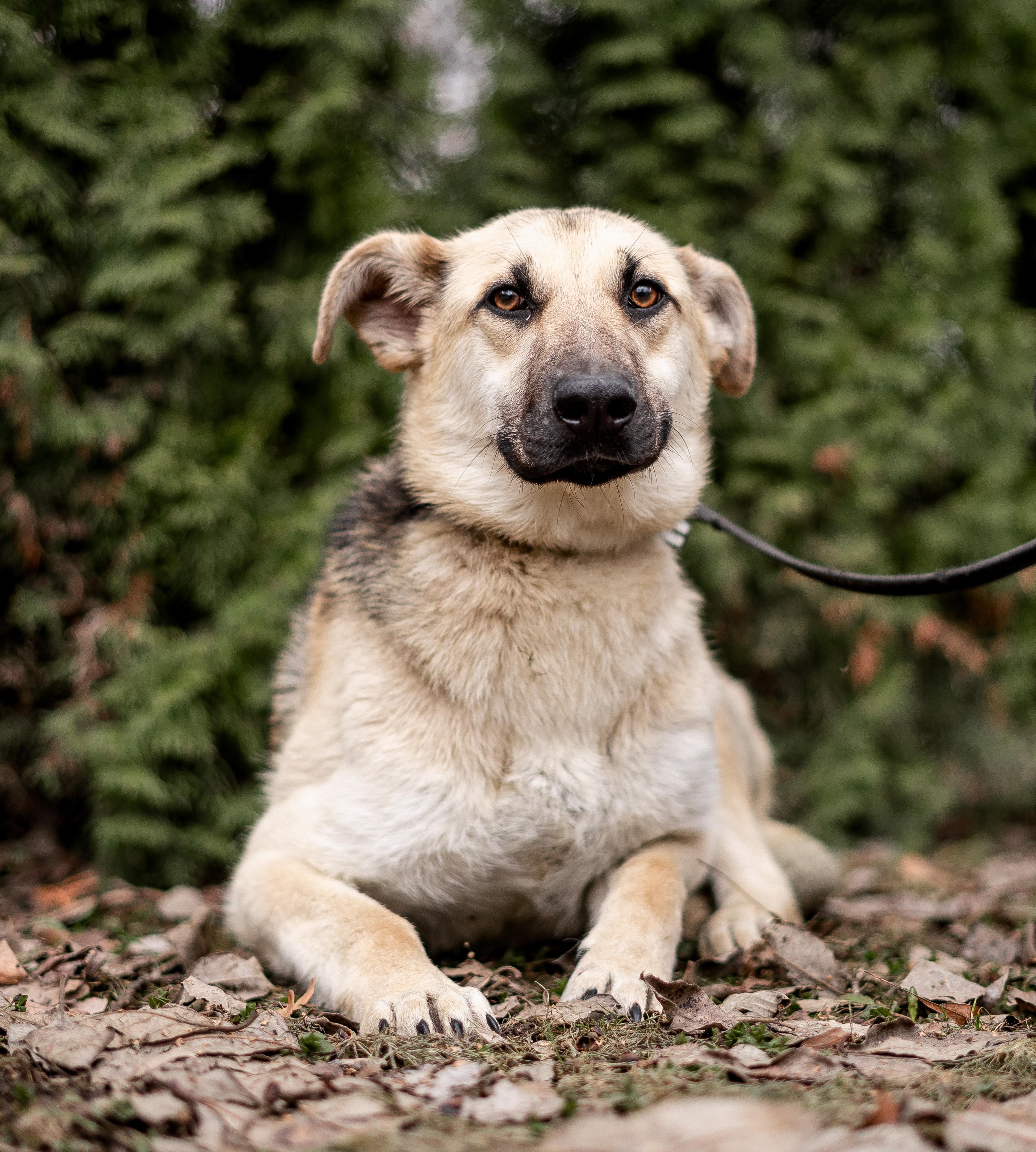 Щенок Герда 🐕 из приюта ищет дом — 11 месяцев, активная, бежевый