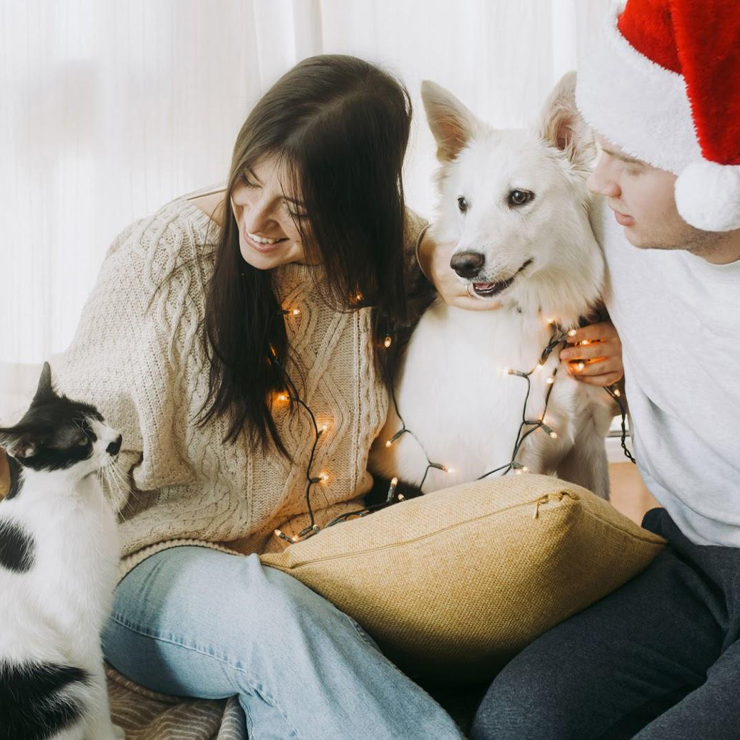 Как перевезти кошку или собаку за границу | 🐈 Friendforpet