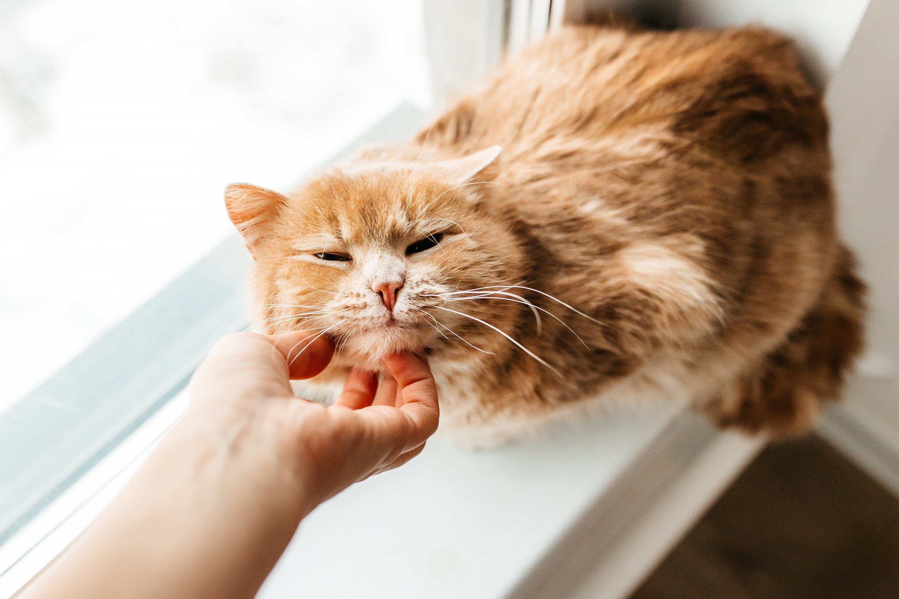 Кошка Семён ^ᴥ^ из приюта даром — 11 месяцев спокойный короткошерстный  мальчик