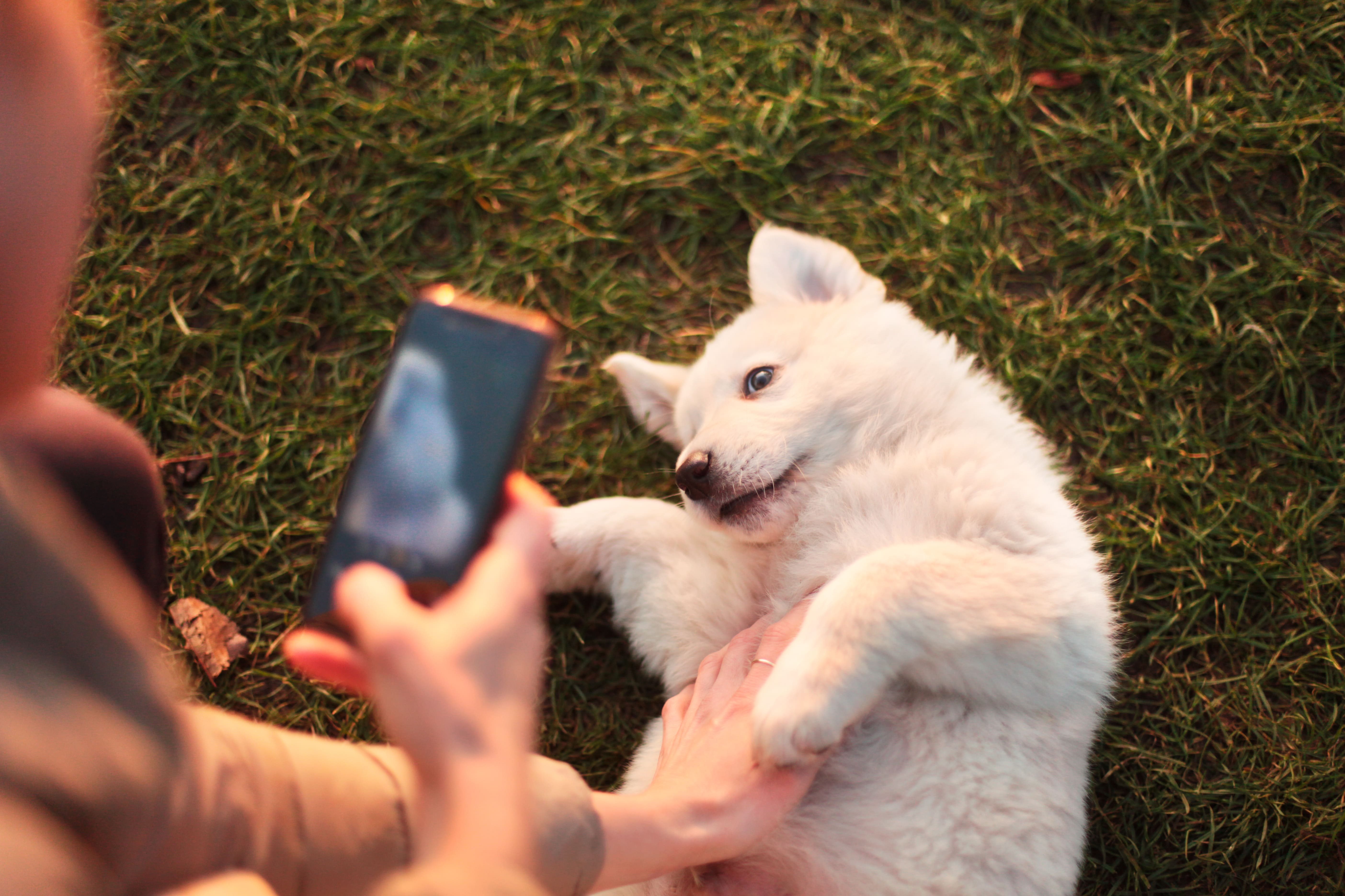 Клички для собак - мальчиков: русские, красивые имена| FriendForPet