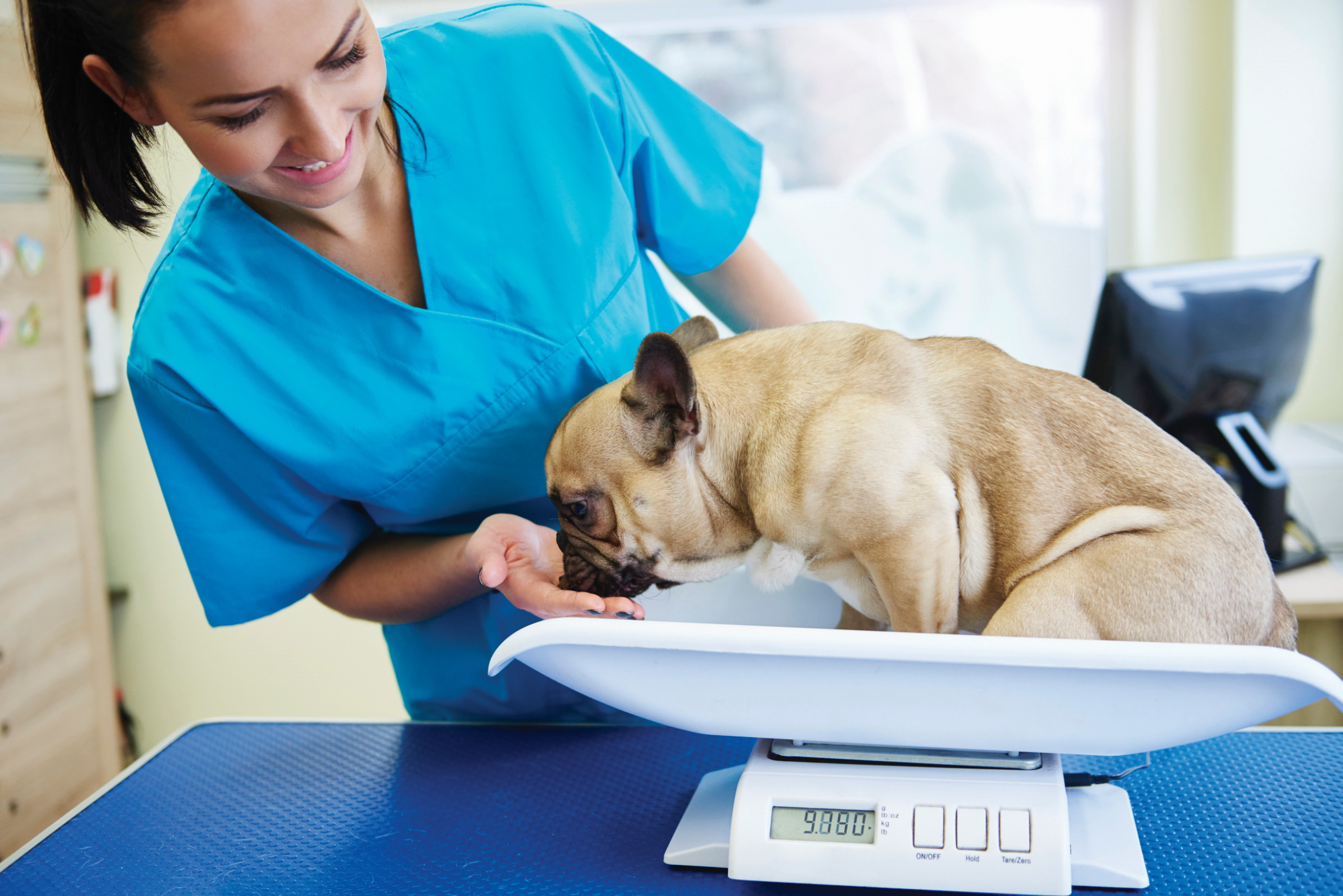 Собака и врач