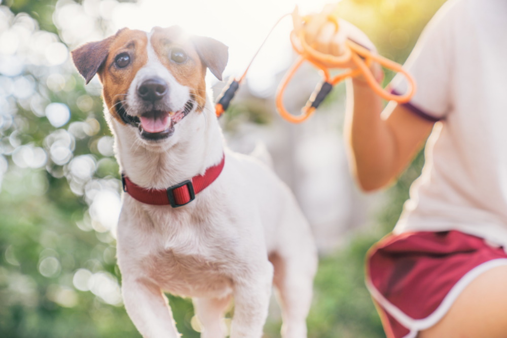 Собака на поводке