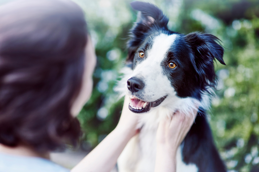 Общение с животным