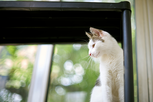 Опасности самовыгула