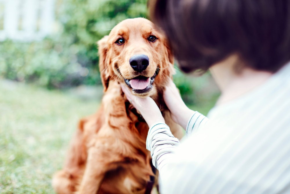 Стоит ли заводить собаку в квартире: плюсы и минусы – 🐕 FriendForPet