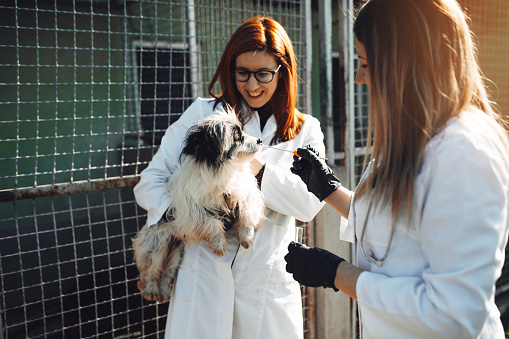 Обследование собаки