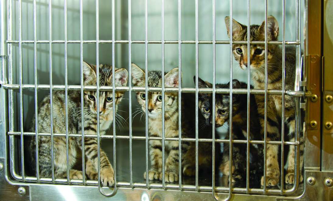 Беспородистые животные