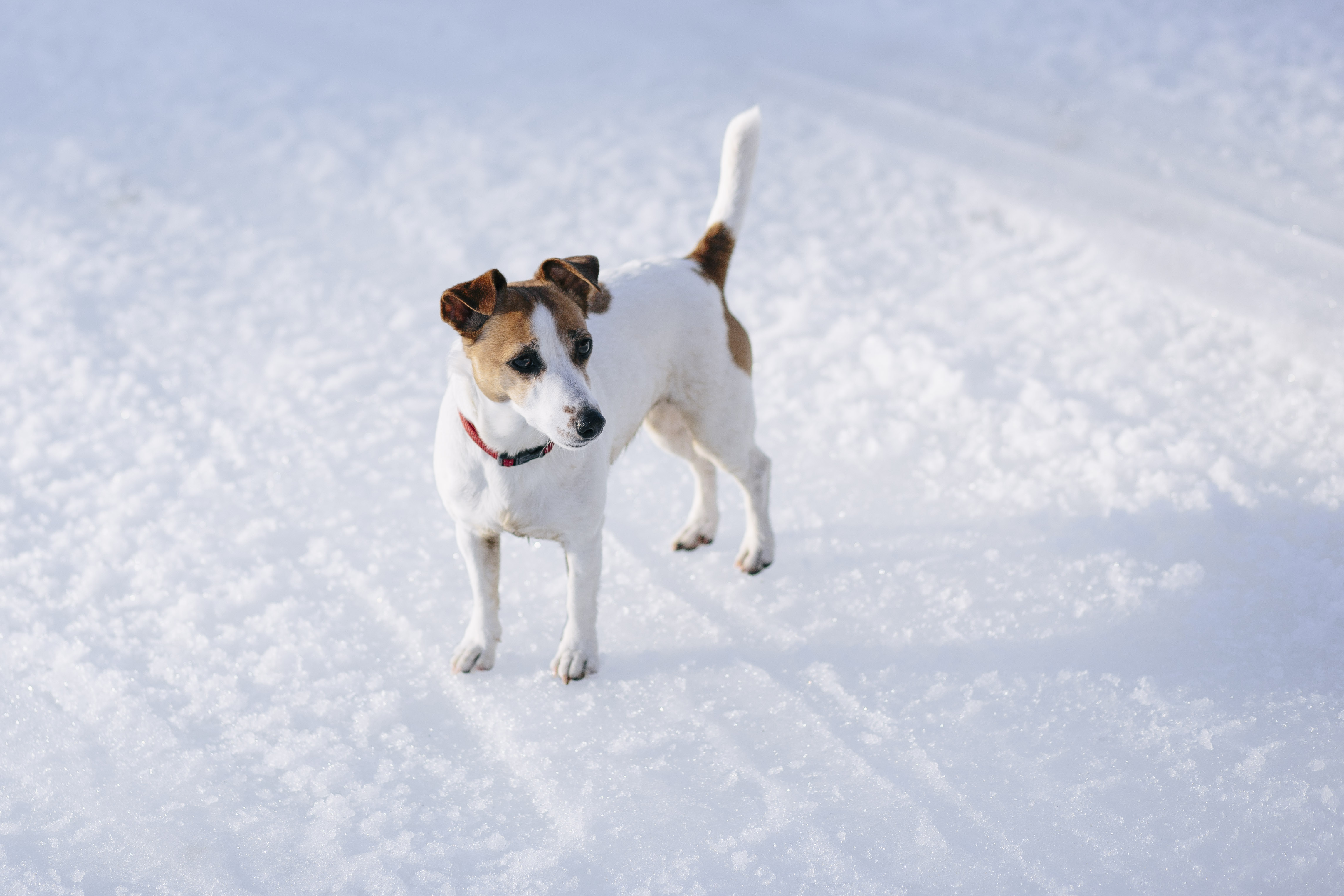 Почему собака трясется: причины, что делать | FriendForPet