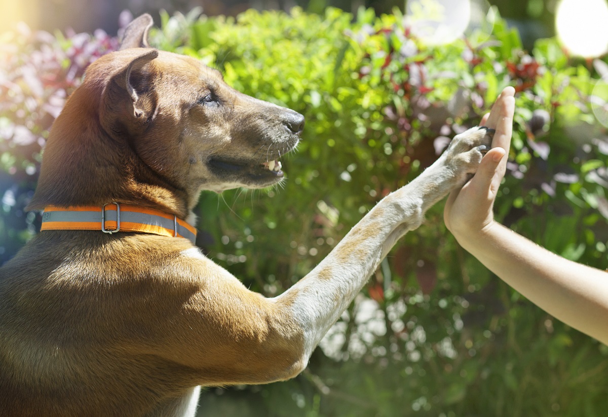 Адаптация собаки из приюта в новом доме - фото