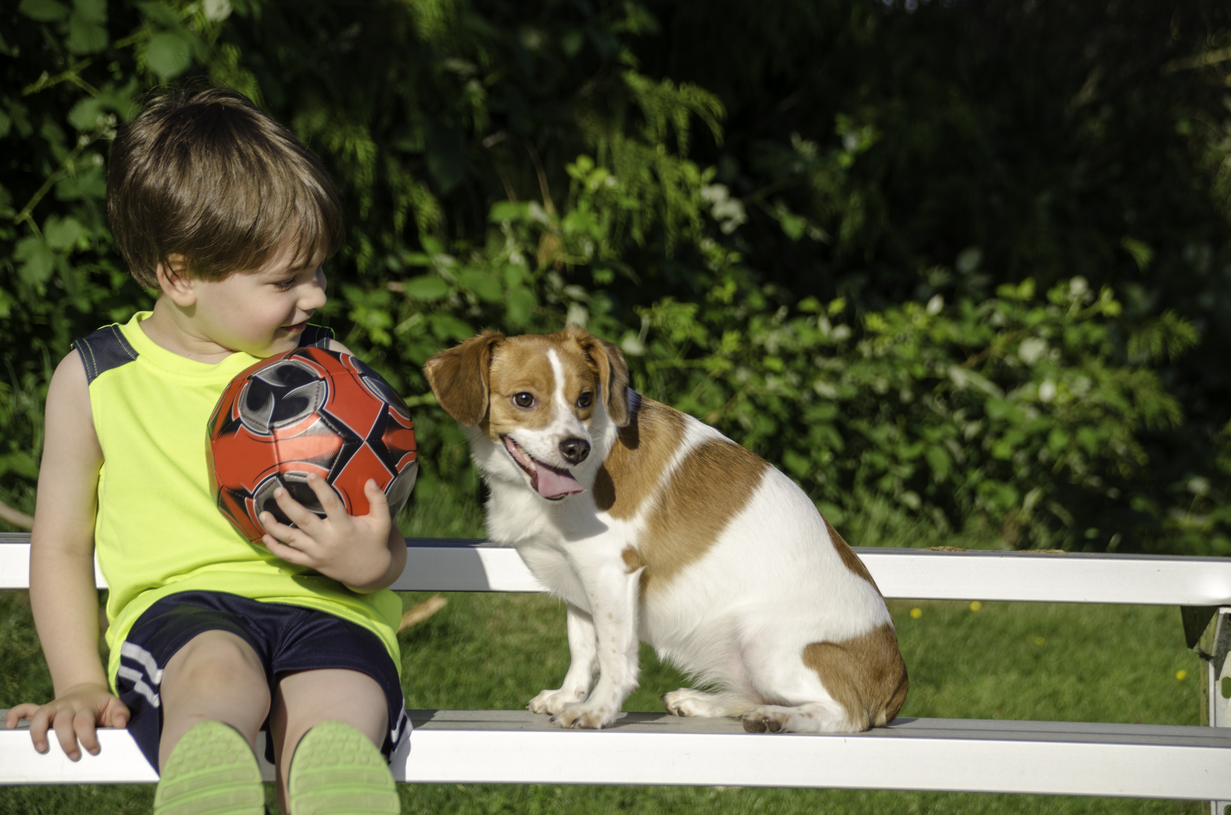 Понос у собаки: причины, чем лечить, что делать | FriendForPet