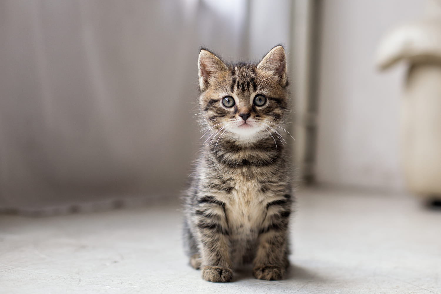 Отличия в психологии котов и кошек