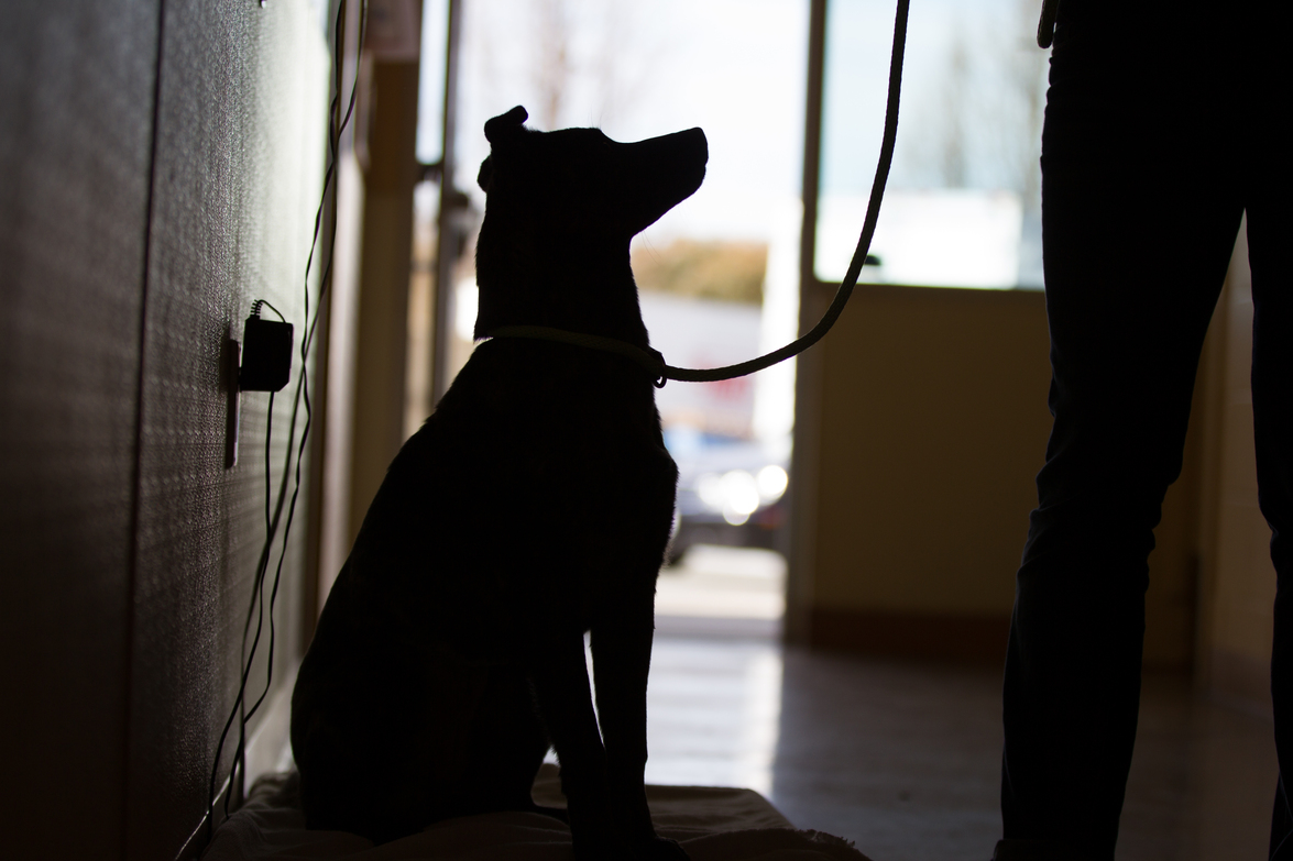 Уличные животные