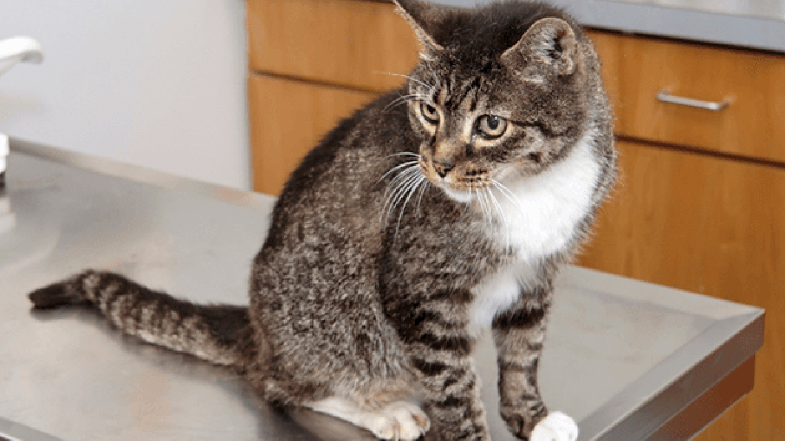 Кошка на ветеринарном столе