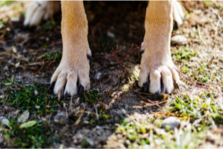 Как подстричь когти собаке самостоятельно в домашних условиях