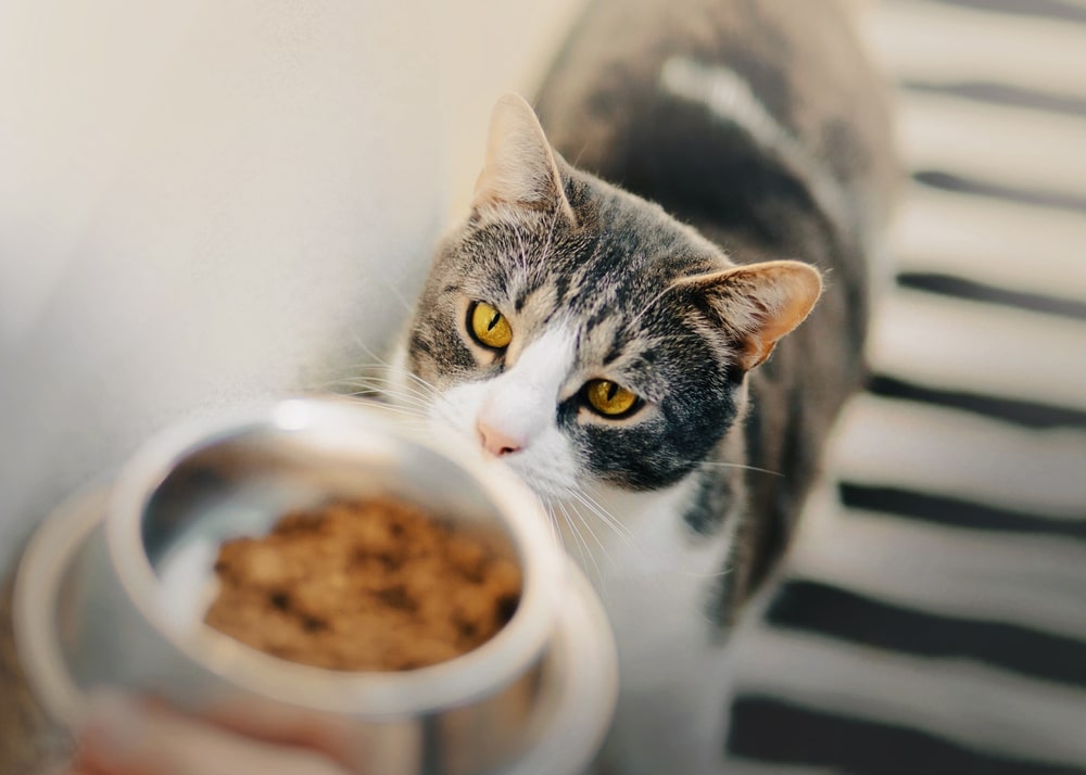 Рецепты домашней еды в рационе кошки