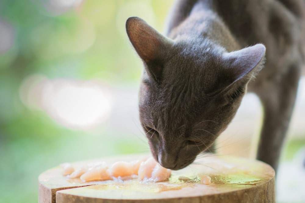 Питание взрослой кошки