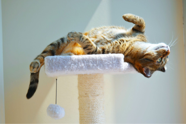 В каком возрасте кастрируют котов